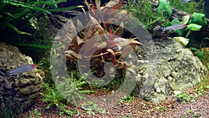 stone and driftwood design detail, healthy aquatic vegetation produce air bubbles, shoal of rummy-nose tetra and pencilfish swim