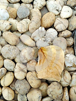 Stone and dry leaf.