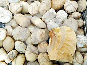 Stone and dry leaf. Backgrounds and textures.