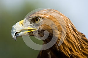 Stone eagle