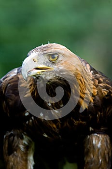 Stone eagle