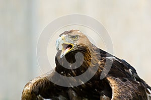 Stone eagle
