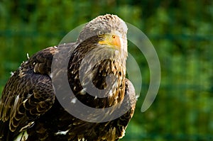 Stone eagle