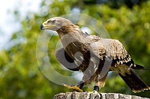 Stone eagle