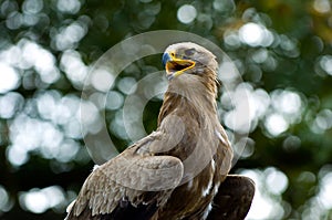 Stone eagle