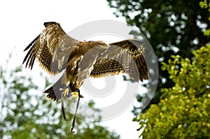 Stone eagle