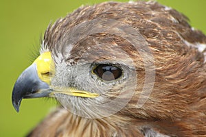 Stone eagle