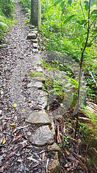 Stone Edged Walking Track in the Strickland State Forest