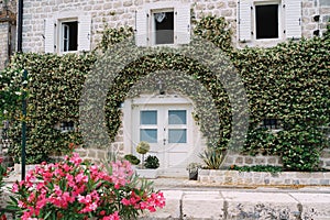 Stone facade of the building is entwined with green ivy with a white door and shutters on the windows