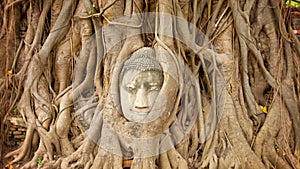 Stone face buried in the roots of a tree. Thailand, Ayutthaya