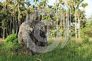 Stone face inf front of palmtrees