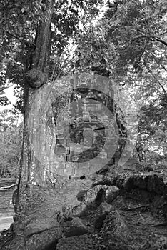 Stone face in the jungle, Angkor Wat, Cambodia