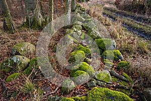 A stone fence with green moss in a winter forest. Photo from Eslov, Scania, Sweden