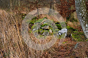 A stone fence with green moss in a winter forest. Photo from Eslov, Scania, Sweden