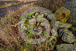 A stone fence with green moss in a winter forest. Photo from Eslov, Scania, Sweden