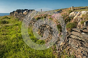 Stone Fence near Tintagel Cornwall