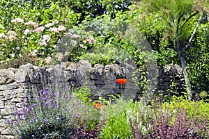 Stone fence, roses, flowers in bloom in a summer garden .