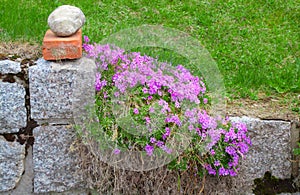 Stone fencing overgrown with flowers