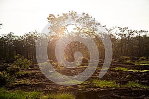 Stone field in the forest. The sun is setting. Stone field in the forest in the evening.