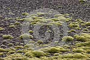 Stone field in Iceland covered by green Cetraria islandica moss
