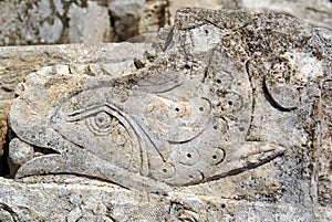 Stone fish