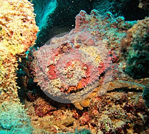 Stone fish - Synanceia verrucosa - resting on the tropical coral reef ( head profile) photo