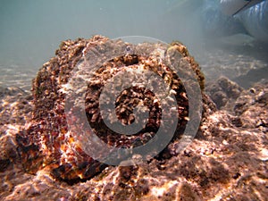 Stone fish - Synanceiidae. Ocean wart - this fish of the family Synanceiidae grows up to 27 cm.