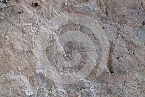 Stone floor has a unique rough surface and light color.