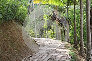 Stone floor path between green trees