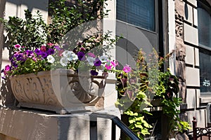 Stone Flower Pot filled with Colorful Flowers in front of an Old Apartment Building in Chelsea of New York City during Summer