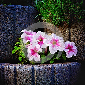 Stone Flowerbed Wall