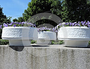 Stone flowerbeds with petunias  in summer Saint-Petersburg