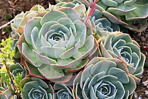 Stone flowers - Sempervivum photo