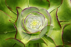 Stone flowers - Sempervivum
