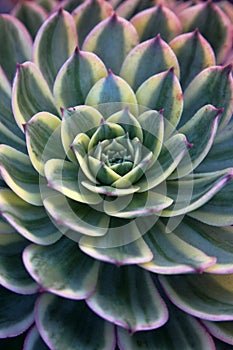 Stone flowers - Sempervivum