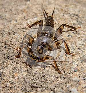 Stone Fly Nymph