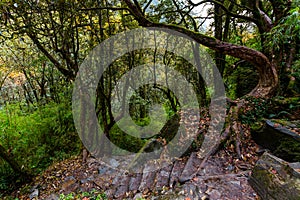 Stone footpath in green tropical jungle. Rainforest in Nepal, Himalaya