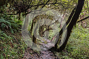 Stone footpath in green tropical jungle. Rainforest in Nepal, Himalaya