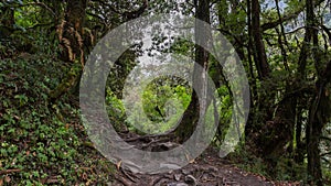 Stone footpath in green tropical jungle. Rainforest in Nepal, Himalaya