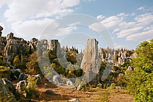 stone forest