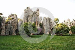 stone forest