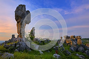 Stone Forest