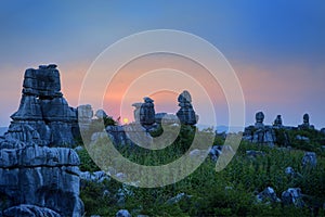 Stone Forest