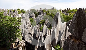 The Stone Forest