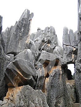 Stone Forest