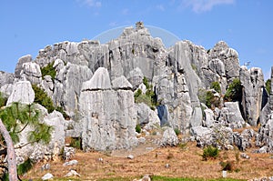 Stone Forest