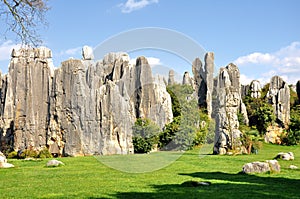 Stone Forest