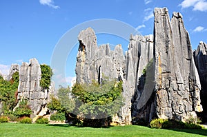 Stone Forest