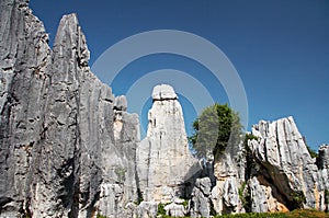 Stone forest