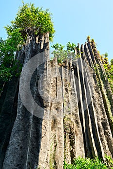 The stone forest